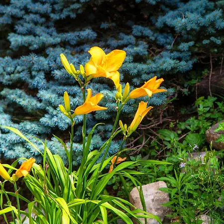 Degli Angeli - By Myhomeincomo 公寓 *